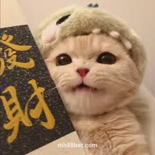 Người dùng
